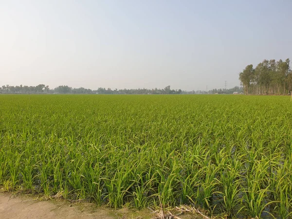 Grünes Feld Der Mais Plantage Morgen — Stockfoto