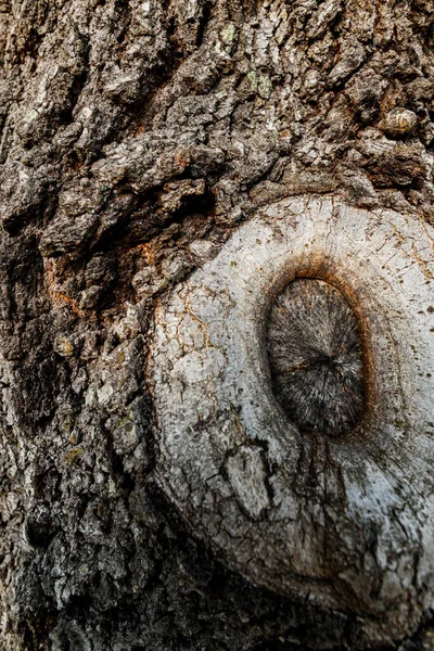 Gammal Trästruktur Med Naturliga Mönster — Stockfoto