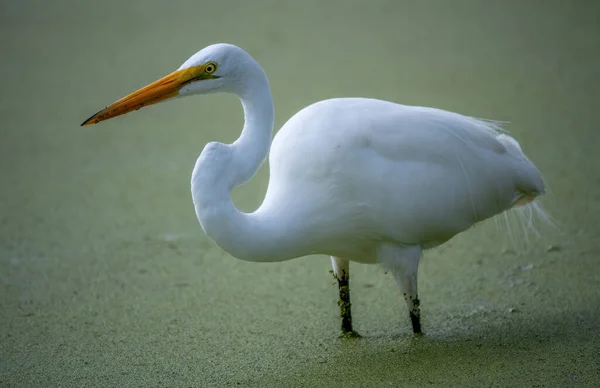 White Pelican Water — Stock Photo, Image