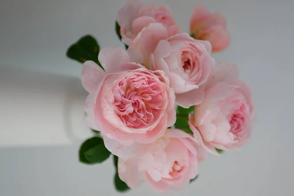 Красивые Розовые Розы Вазе Белом Фоне — стоковое фото