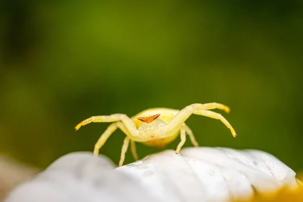Nahaufnahme Einer Spinne Auf Einem Grünen Blatt — Stockfoto