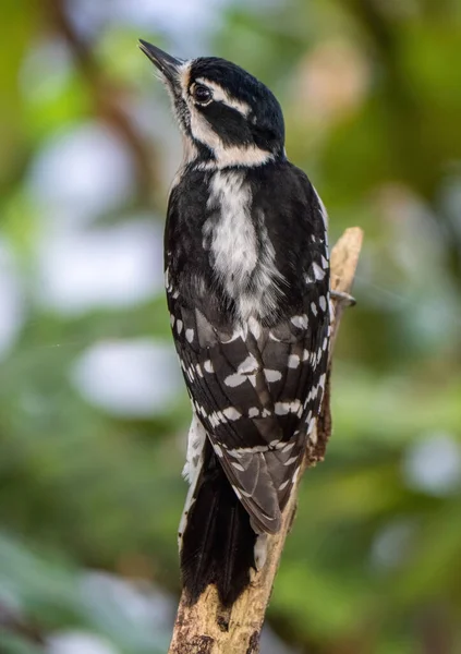 Foto Hitam Dan Putih Seekor Burung — Stok Foto