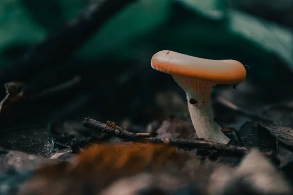 Champignon Dans Forêt — Photo