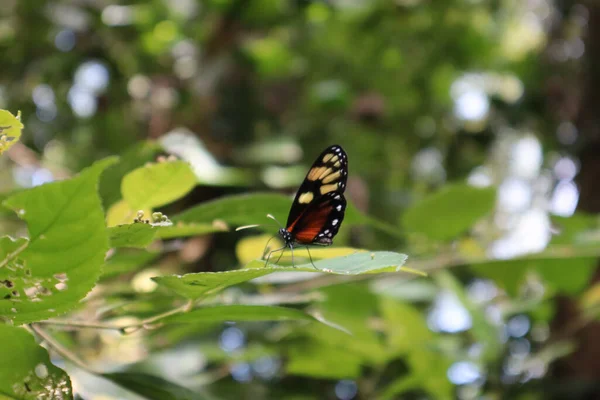 Motýl Květině Zblízka — Stock fotografie
