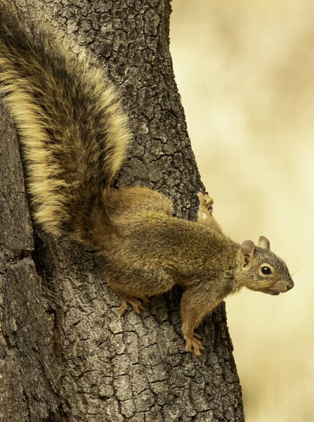 Squirrel Tree — Stock Photo, Image