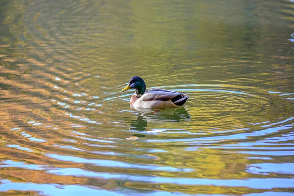 Bonito Pato Nadando Lago — Fotografia de Stock