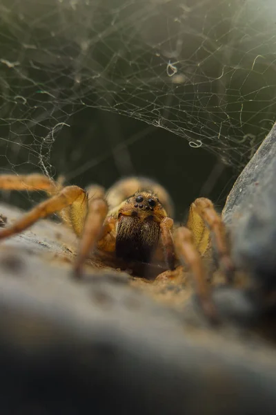 Spider Web Close — Stock Photo, Image