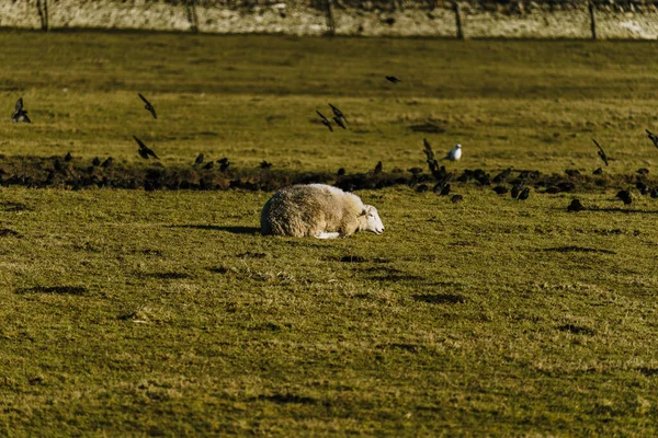Otlakta Bir Koyun Sürüsü — Stok fotoğraf