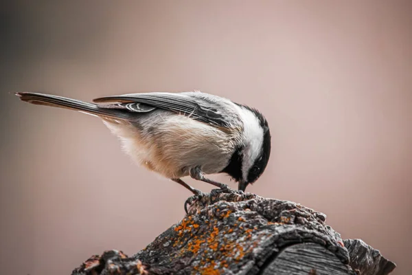 Bir Daldaki Kuş — Stok fotoğraf