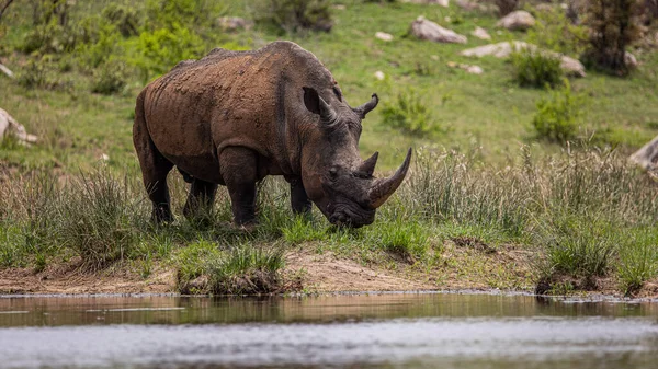 Buffle Africain Dans Savane Kenya — Photo