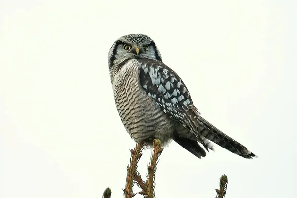 Aves Vida Silvestre Fauna Naturaleza Flora Aves — Foto de Stock