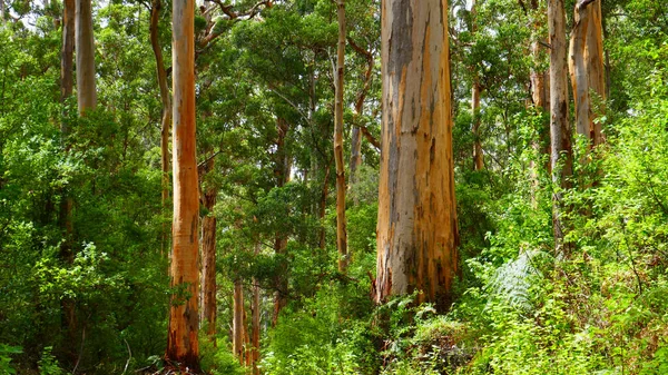 Vertikal Bild Ett Trästaket Med Grön Trädstam — Stockfoto