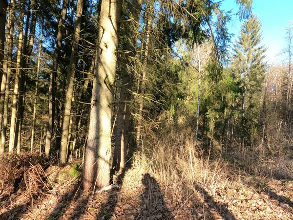 Erdő Ősszel — Stock Fotó