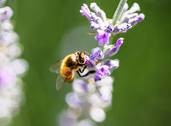 Abeille Sur Une Fleur Gros Plan — Photo