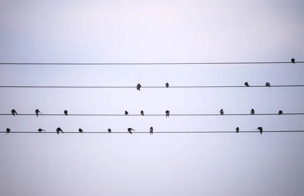 Ptáci Drátech Obloze — Stock fotografie