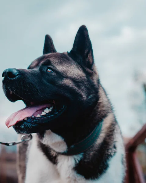 Portret Van Een Zwarte Hond — Stockfoto