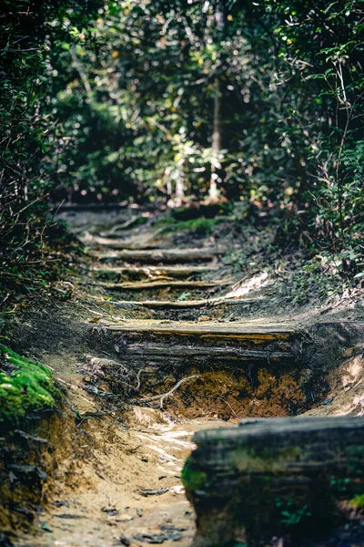 Bella Vista Sul Bosco — Foto Stock