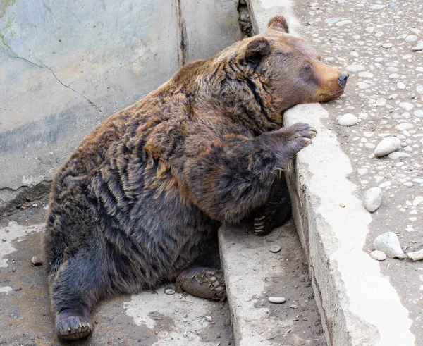 Крупный План Бурого Медведя Лежащего Камне — стоковое фото
