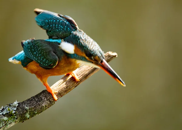 Belle Photo Oiseau Dans Habitat Naturel — Photo