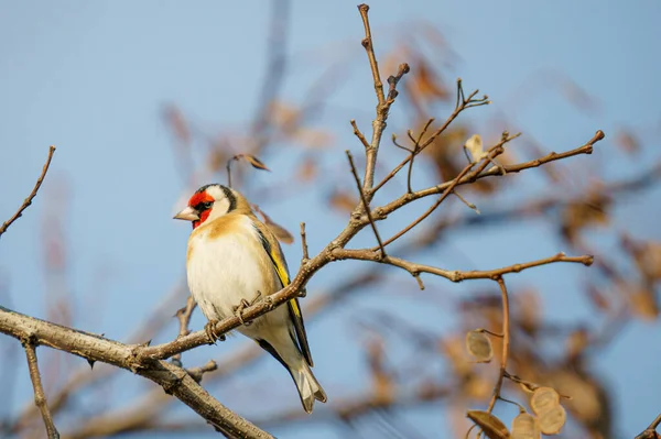 Burung Duduk Cabang Pohon Musim Semi — Stok Foto