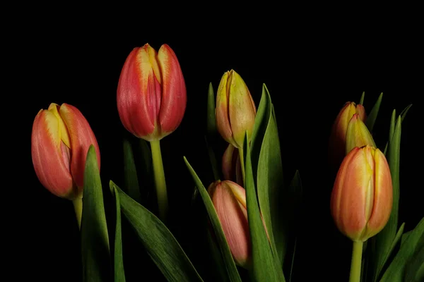 Tulipas Bonitas Fundo Preto — Fotografia de Stock