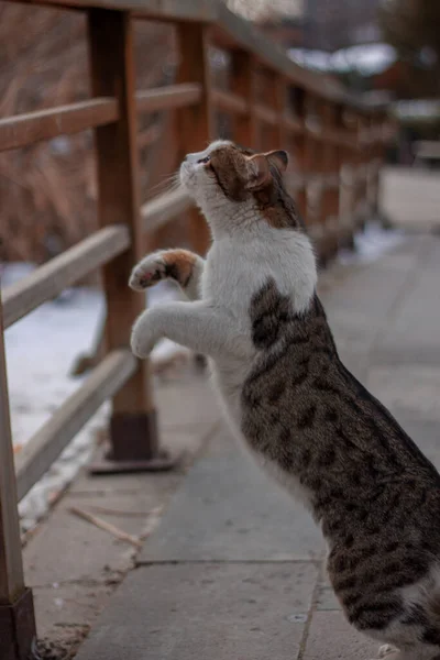 Кошка Сидит Улице — стоковое фото