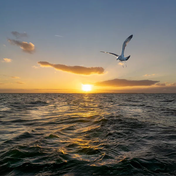 Mouette Survolant Mer Coucher Soleil — Photo