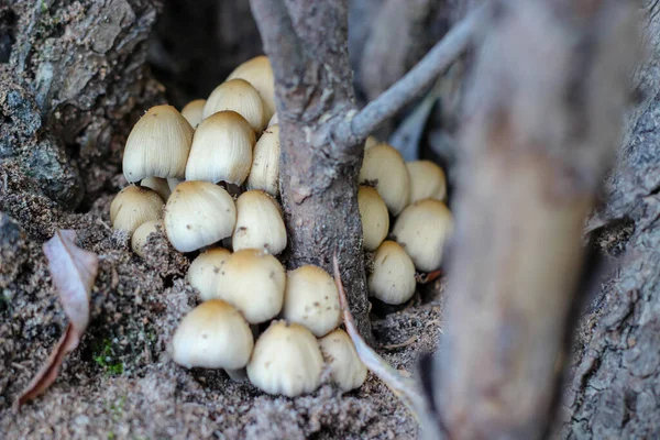 Cogumelos Floresta — Fotografia de Stock