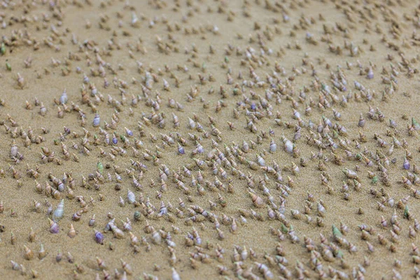 Piaszczysta Plaża Muszlami Piasku — Zdjęcie stockowe
