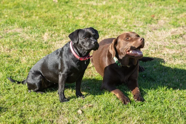 Zwei Hunde Gras — Stockfoto