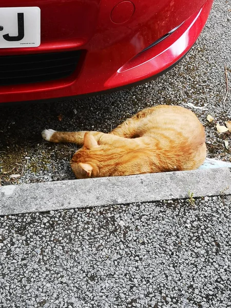 Gato Acostado Calle — Foto de Stock