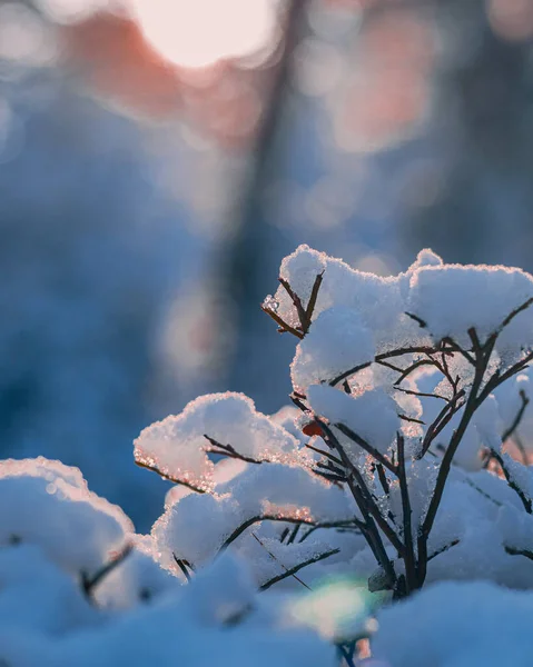 Bela Paisagem Inverno Com Árvores Cobertas Neve — Fotografia de Stock