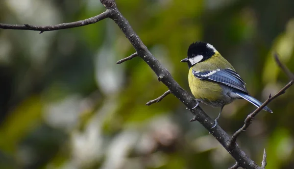 Great Tit Parus Major Sitting Branch — Φωτογραφία Αρχείου