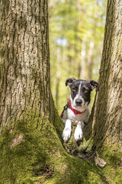 Cão Floresta — Fotografia de Stock
