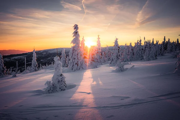 Bela Paisagem Com Árvores Cobertas Neve — Fotografia de Stock