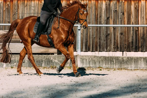 Equitação Uma Cerca Madeira — Fotografia de Stock