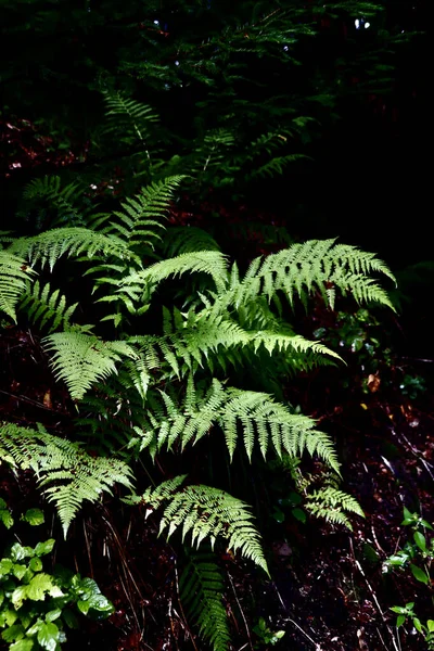 Helecho Verde Bosque — Foto de Stock