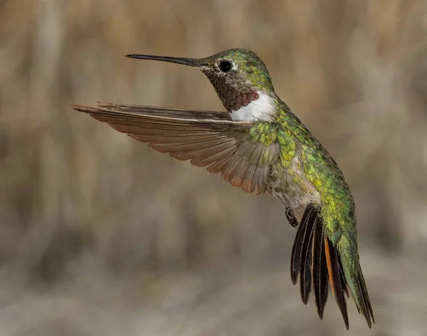 Kingfisher Alcedo Bird Brrazil — Stok fotoğraf