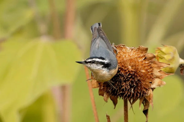 Schöne Aufnahme Eines Vogels Natürlichem Lebensraum — Stockfoto