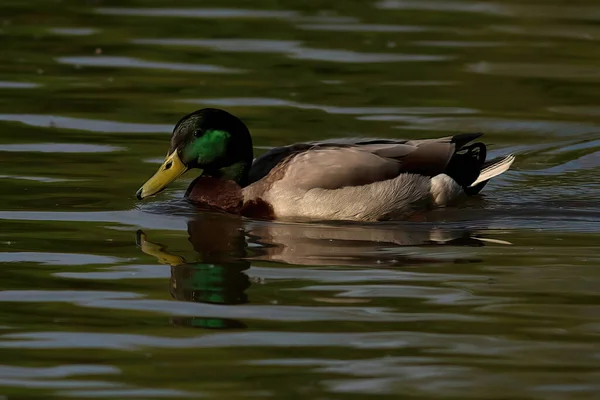 Pato Nadando Água — Fotografia de Stock