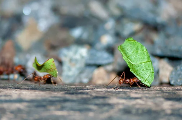 Gros Plan Une Fourmi Avec Une Feuille — Photo