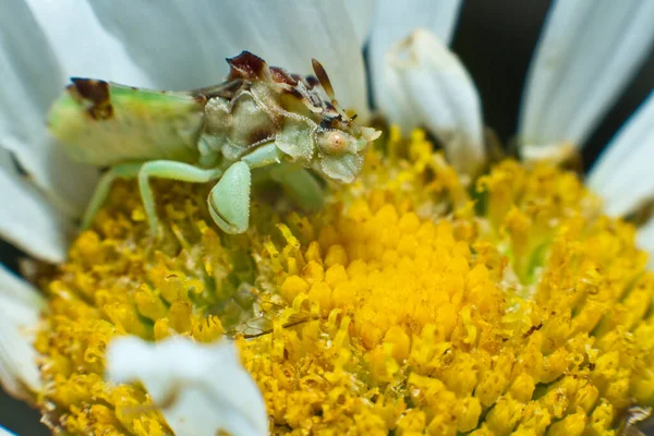 庭の黄色い花とその上の虫 — ストック写真