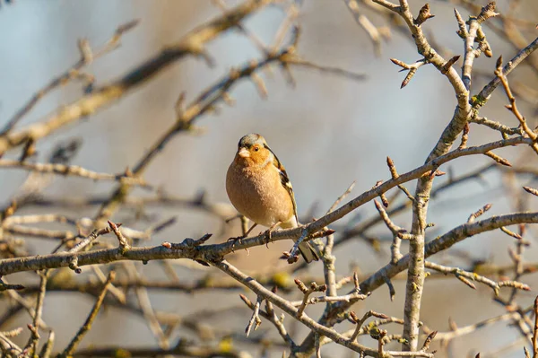 Ein Vogel Auf Einem Ast Aus Der Nähe — Stockfoto