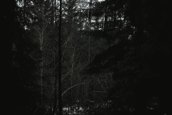 Foto Preto Branco Uma Árvore — Fotografia de Stock