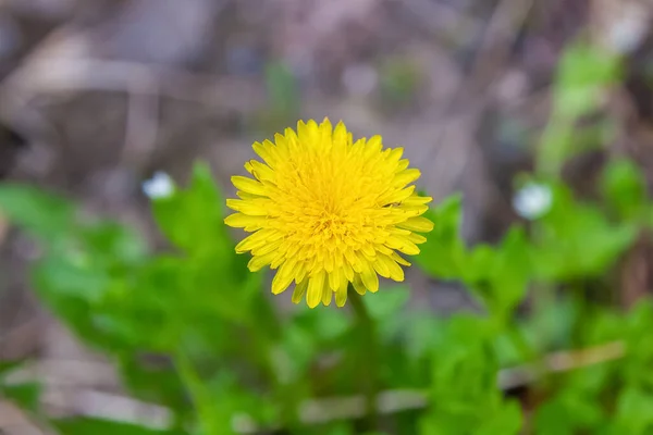 Fiore Tarassaco Giallo Vicino — Foto Stock