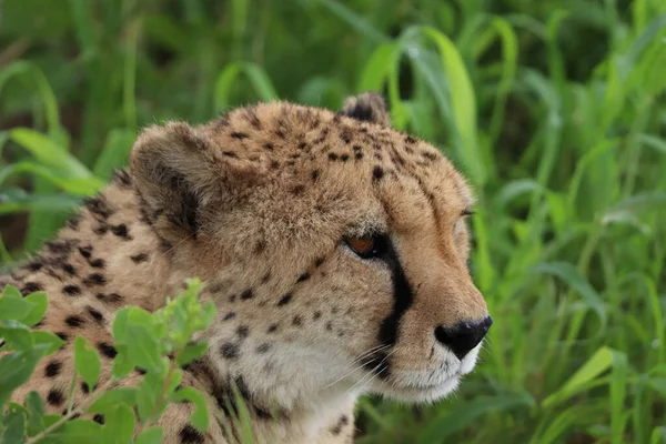 Detailní Záběr Geparda Národním Parku Kruger — Stock fotografie