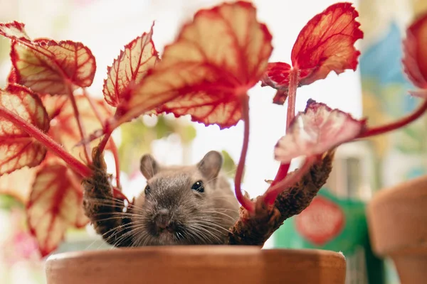 Χαριτωμένο Ποντικάκι Στην Κατσαρόλα — Φωτογραφία Αρχείου