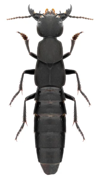 Zwarte Kever Geïsoleerd Witte Achtergrond — Stockfoto