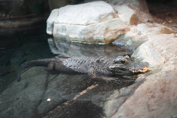 Gros Plan Crocodile Dans Zoo — Photo