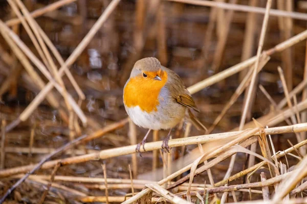 Belle Photo Oiseau Dans Habitat Naturel — Photo